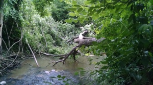 And sometimes there's a tree in the creek.  Literally.  And sometimes there's a chainsaw in the creek.  And that's always better than a husband in the creek.